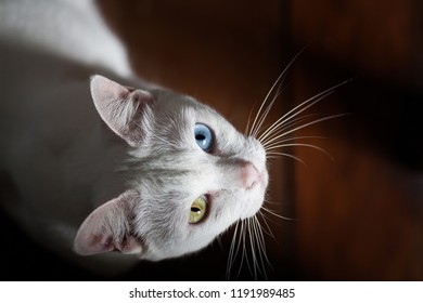 cute yellow cat images stock photos vectors shutterstock