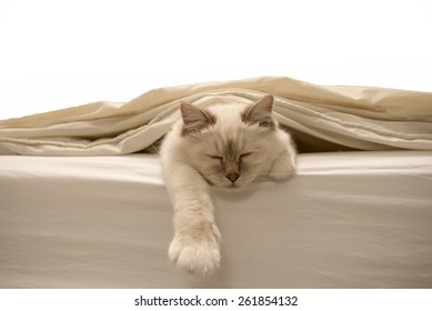 Pure white cat sleeping on white bedding - Powered by Shutterstock