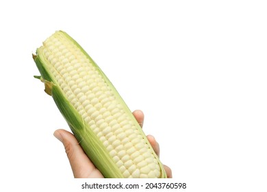 Pure white corn or Hokkaido corn in hand with copy space on white background