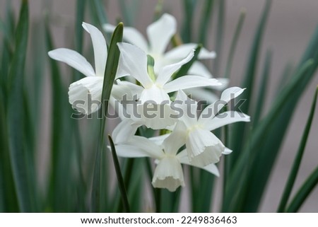 Pure White Daffodil Flowers Blooming in the Spring. White Narcissus Flowers.