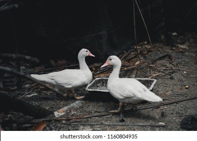 Pure White Duck.