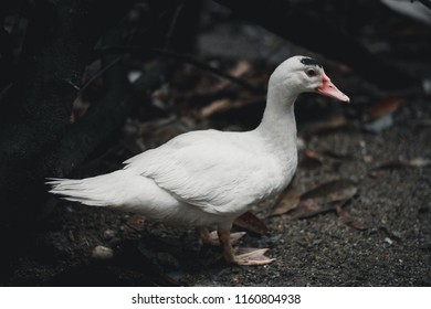 Pure White Duck.