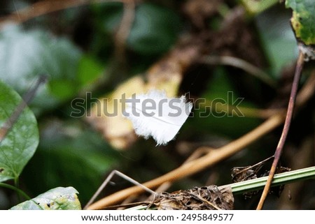 Similar – Image, Stock Photo white feather caught on wild plant