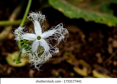 Snake Gourd Flower Images Stock Photos Vectors Shutterstock