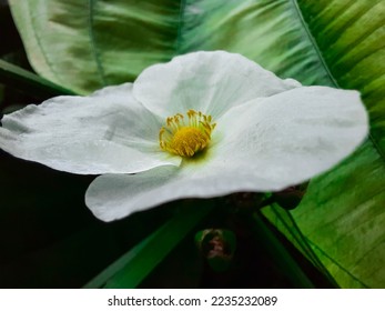 Pure white flowers bloomed showing yellow stamens that contrast beautifully with the inverted colors.