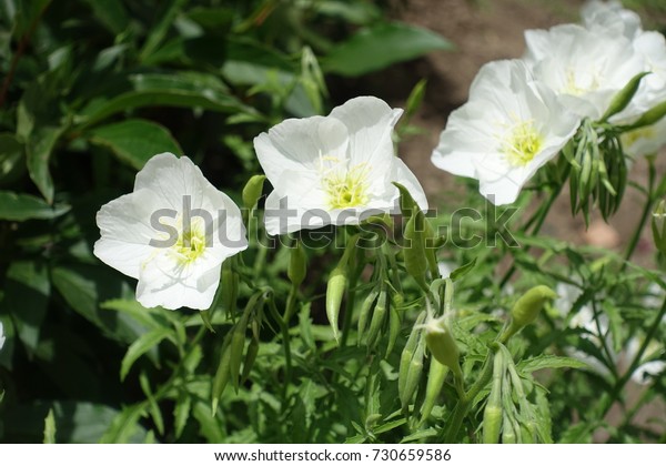 Pure white\
flowers of showy evening\
primrose