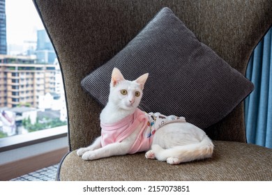 Pure White Khao Manee Cat Wearing Clothes Taking Rest On Fabric Chair In Pet Friendly Hotel