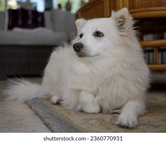 puro perro esquimal americano miniatura en miniatura blanco reclina con gracia, exudando un aire de elegancia y serenidad.