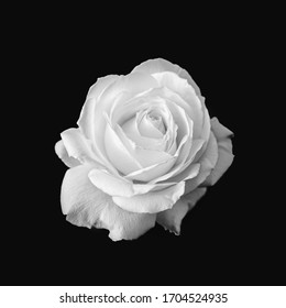 Pure White Rose Flower Black and White
