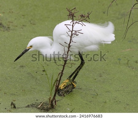 Pure White Snowy Egret standing on a small piece of broken branch with her golden slippers.