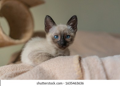 518 Almond shaped eyes Images, Stock Photos & Vectors | Shutterstock