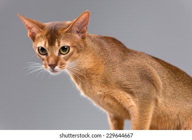 猫 アビシニアン の画像 写真素材 ベクター画像 Shutterstock