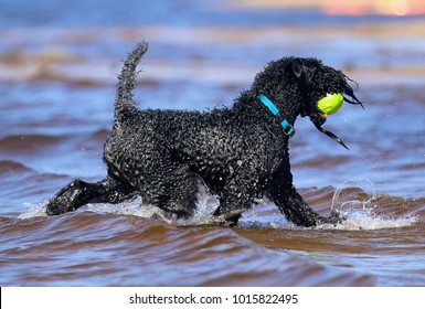 Purebred Active Kerry Blue Terrier Dog Trotting On The Sea, Making Splashes With Blue Collar And Ball. Famous Blue Coated Irish Country Breed. Alert, Adaptable, Animated Watchdog  Family Companion