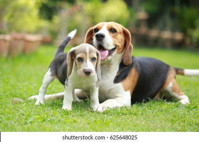 Purebred Adult And Puppy Beagle Dog Are Playing In Lawn