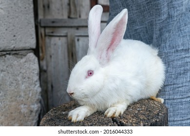 Purebred Albino Rabbit. Big White Rabbit With Red Eye