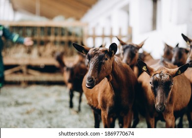 purebred alpine goats on the farm. Hornless well-groomed goats. Brown goats without horns eat hay through railings - Powered by Shutterstock