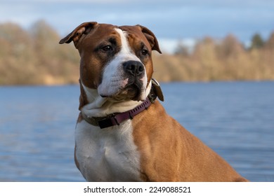 Purebred American Staffordshire Terrier, Amstaff, on a walk on the lake. - Shutterstock ID 2249088521