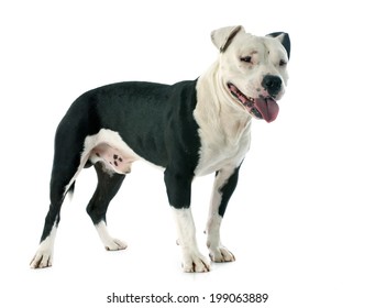 Purebred American Staffordshire Terrier Front White Stock Photo ...