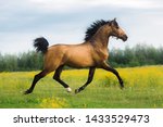 Purebred Andalusian horse run trot in a blooming summer meadow with yellow flowers