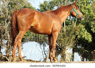 Purebred Anglo Arabian Stallion Standing In Summer Corral Against Green Natural Background