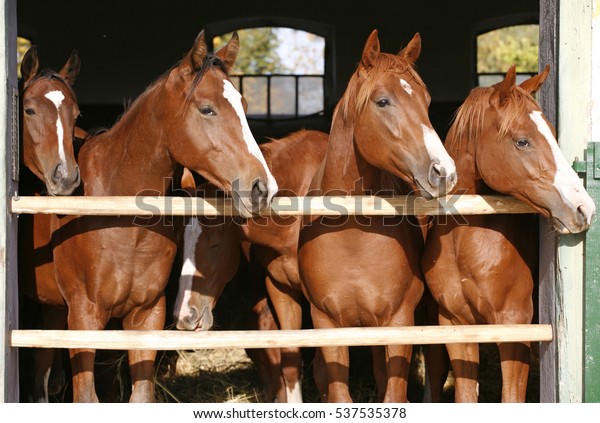 Purebred Anglo-Arabian chestnut horses standing at the barn door wallpaper..