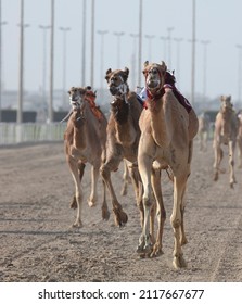 Purebred Arabian camels race while ridden by robotic jockeys.QATAR 03-02-2022