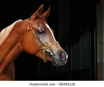 Purebred Arabian Horse, portrait of a bay mare with jewelry bridle in dark background
 - Powered by Shutterstock