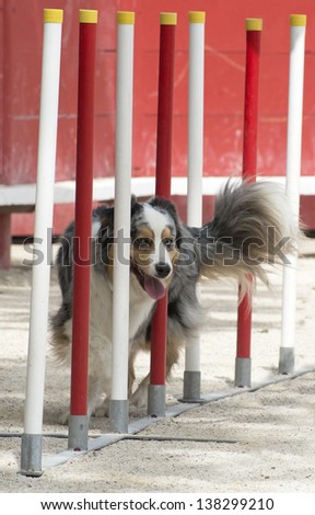 purebred australian shepherd  in a competition of agility