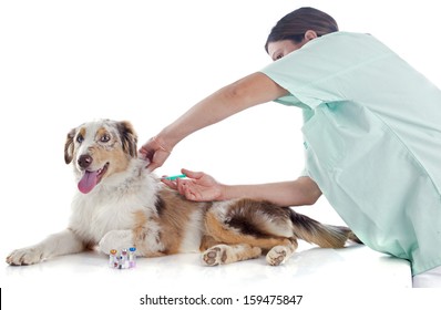 Purebred Australian Shepherd And Vet  In Front Of White Background