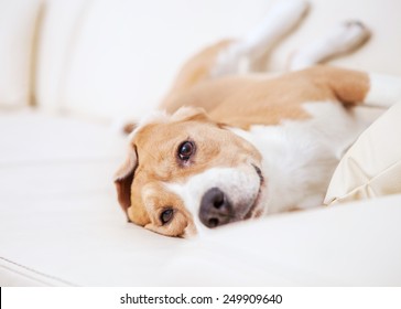 Purebred Beagle Dog Lying On White Sofa In Luxury Hotel Room