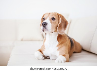 Purebred Beagle Dog Lying On White Sofa In Luxury Hotel Room