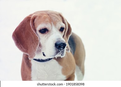 Purebred Beagle Or English Hound Dog Looking Focused To The Side On A White Background While Walking In A Snowy Park