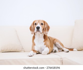 Purebred beagle lying on sofa