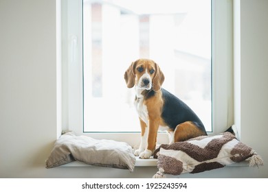 Purebred Beagle Puppy Sits On A Windowsill By A Large Panoramic Window And Looks At The Winter Yard. Dog Is Waiting Owners At The Window. Life In A Country House. Home Comfort