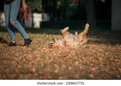 Purebred Beautiful Golden Retriever For A Walk In The Park.