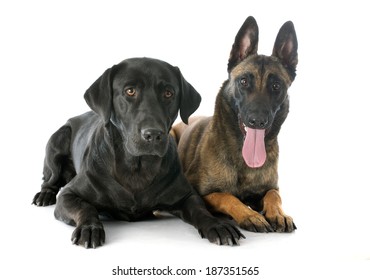 Purebred Belgian Sheepdog Malinois Labrador Retriever Stock Photo ...