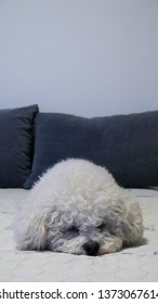 Purebred Bichon Frise Dog On A Bed 