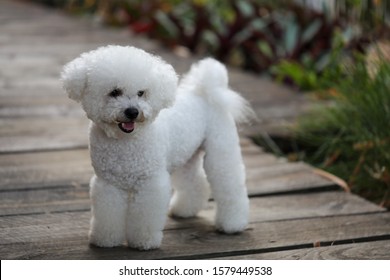 A Purebred Bichon Frise Dog With A White Fluffy Coat Looking Very Cute. 