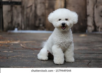 A Purebred Bichon Frise Dog With A White Fluffy Coat Looking Very Cute. 