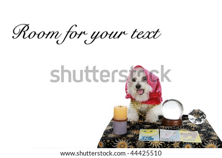 Purebred Bichon Frise Pet Psychic Psychic Stock Photo Edit