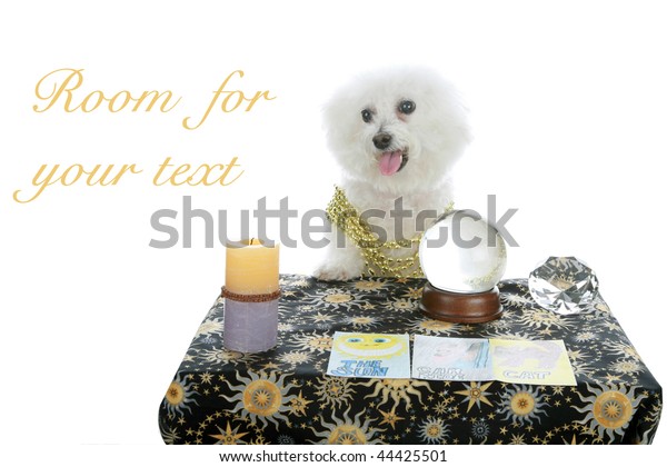 Purebred Bichon Frise Pet Psychic Psychic Stock Photo Edit