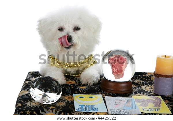 Purebred Bichon Frise Pet Psychic Psychic Stock Photo Edit