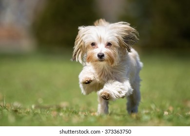 A purebred bichon havanais dog running without leash outdoors in the nature on a sunny day. - Shutterstock ID 373363750