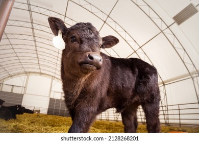 A Purebred Black Angus Calf Standing Inside A Barn Looking Out The Barn Door.  