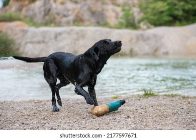 Purebred black labrador retriever dog shaking off the water after coming out of the lake bringing a toy. - Shutterstock ID 2177597671