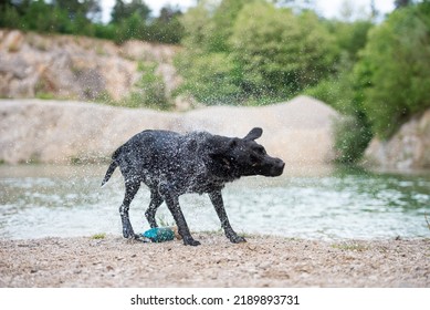 Purebred Black Labrador Retriever Dog Shaking Off The Water After Fetching A Toy Out Of A Lake. 