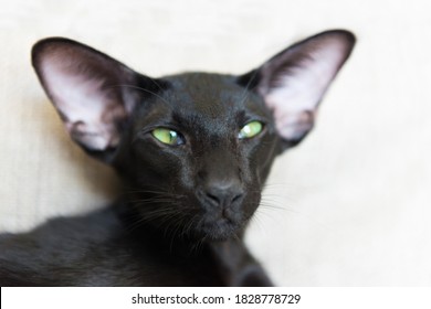 Purebred black oriental cat with green eyes