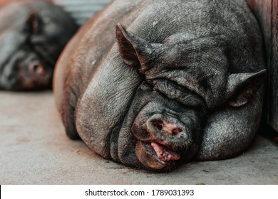 312 Stuck pig Images, Stock Photos & Vectors | Shutterstock