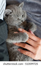 british blue cat teddy