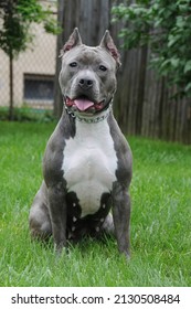 Purebred Blue Nose Female American Bully Stock Photo 2130508484 